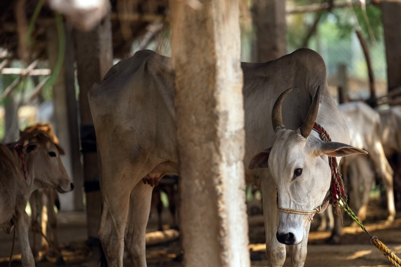 Cattle Care
