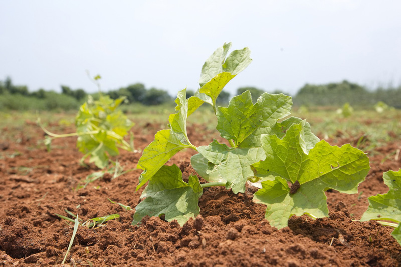 Crop Diversity