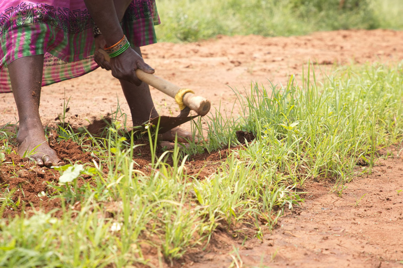 Soil Health